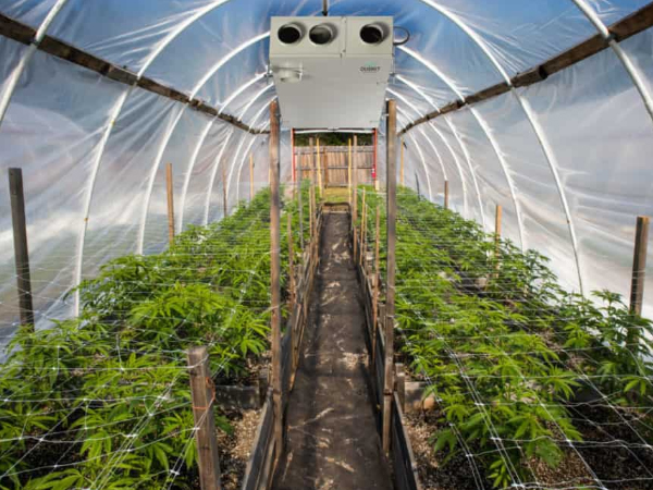 Greenhouse Air Filter