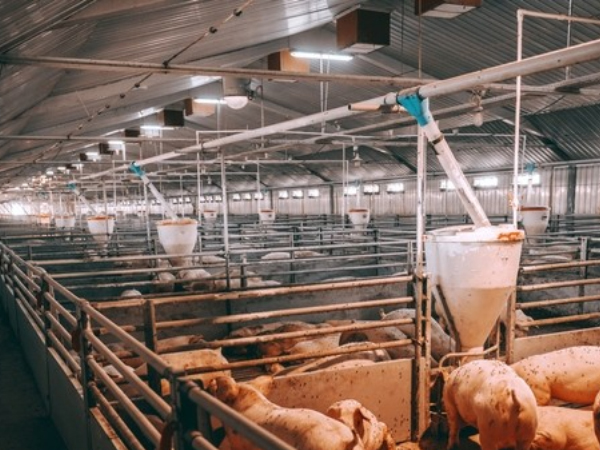 Pig farm air purification