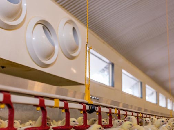 Air purification for chicken farm chicks