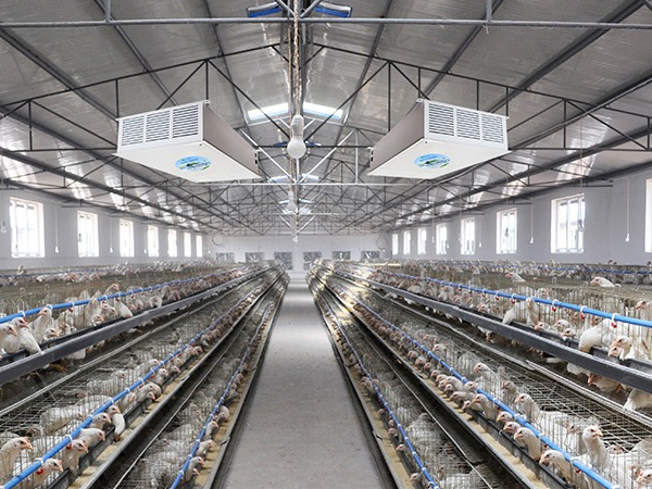 Chicken farm air purification